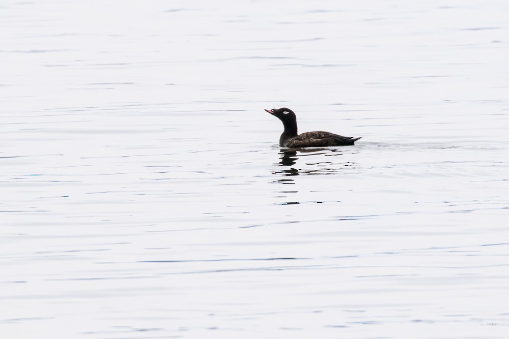 White-winged Scoter - ML47802891