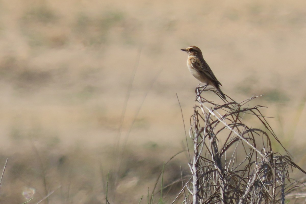 Whinchat - ML478029001