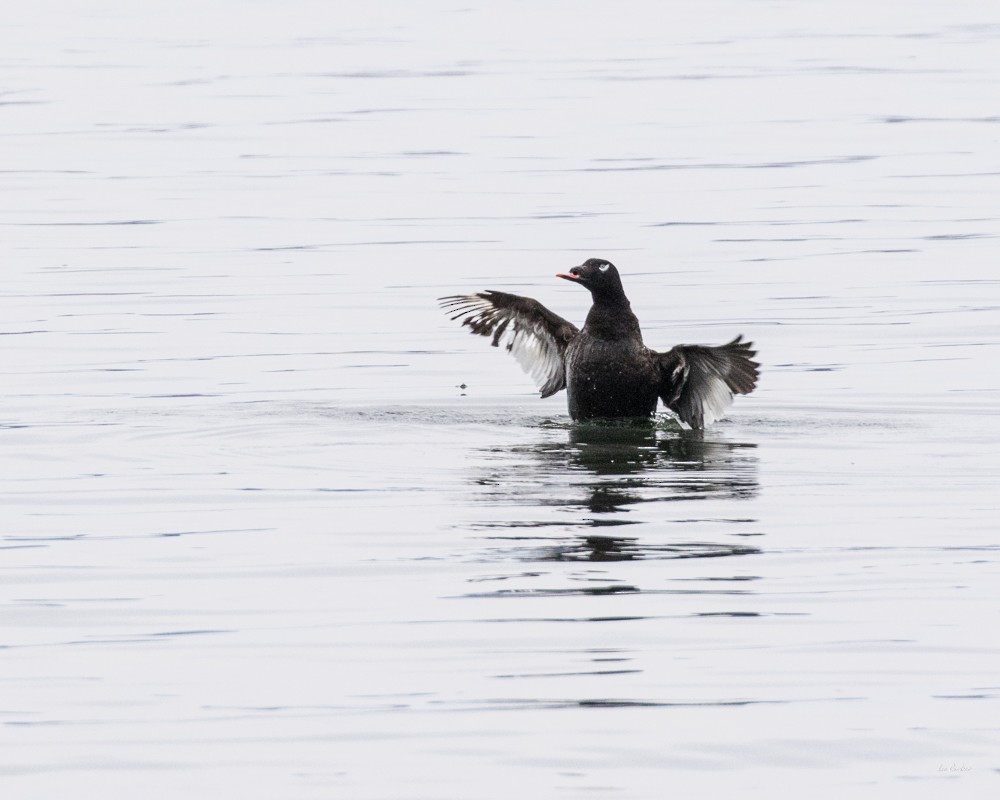 White-winged Scoter - ML47802901