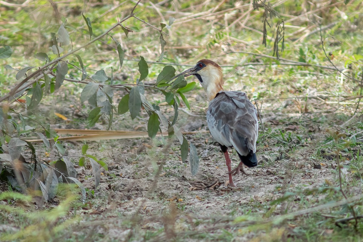 ibis bělokřídlý - ML478029071