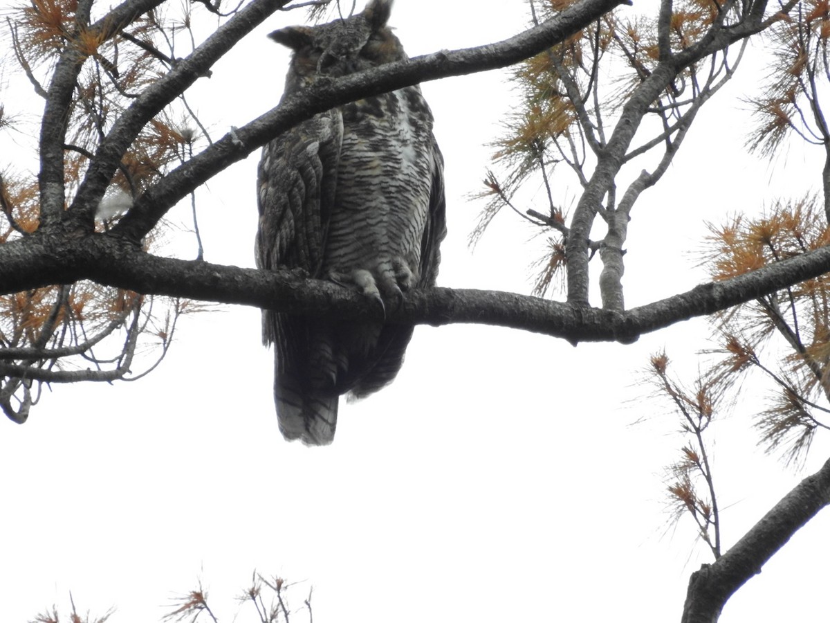 Great Horned Owl - ML478029911