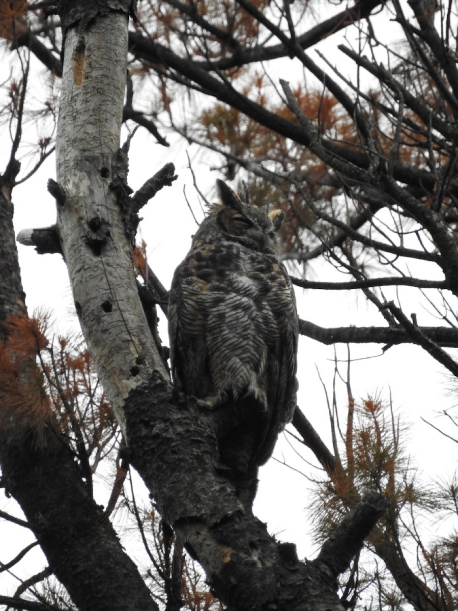 Great Horned Owl - ML478029921