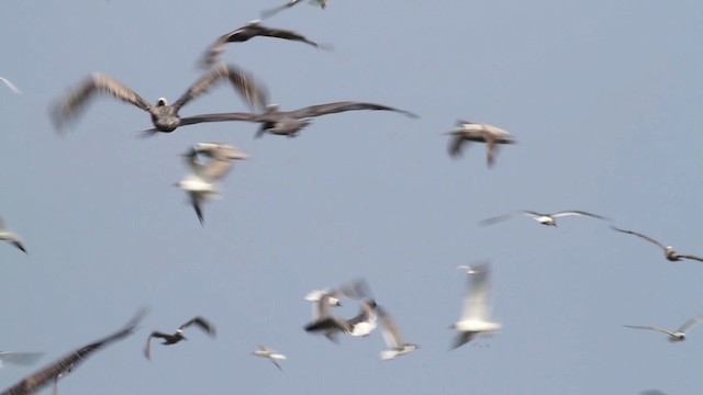 Brown Pelican - ML478030