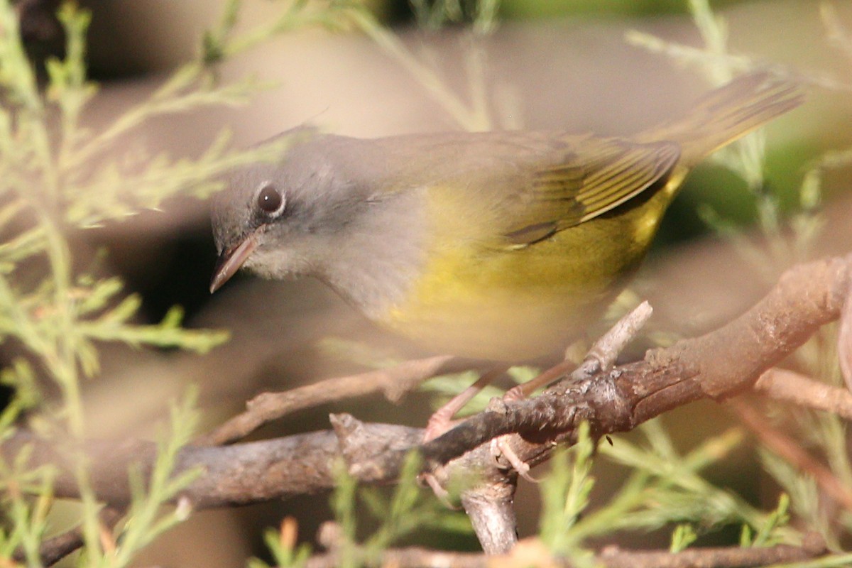 Mourning Warbler - ML478030981