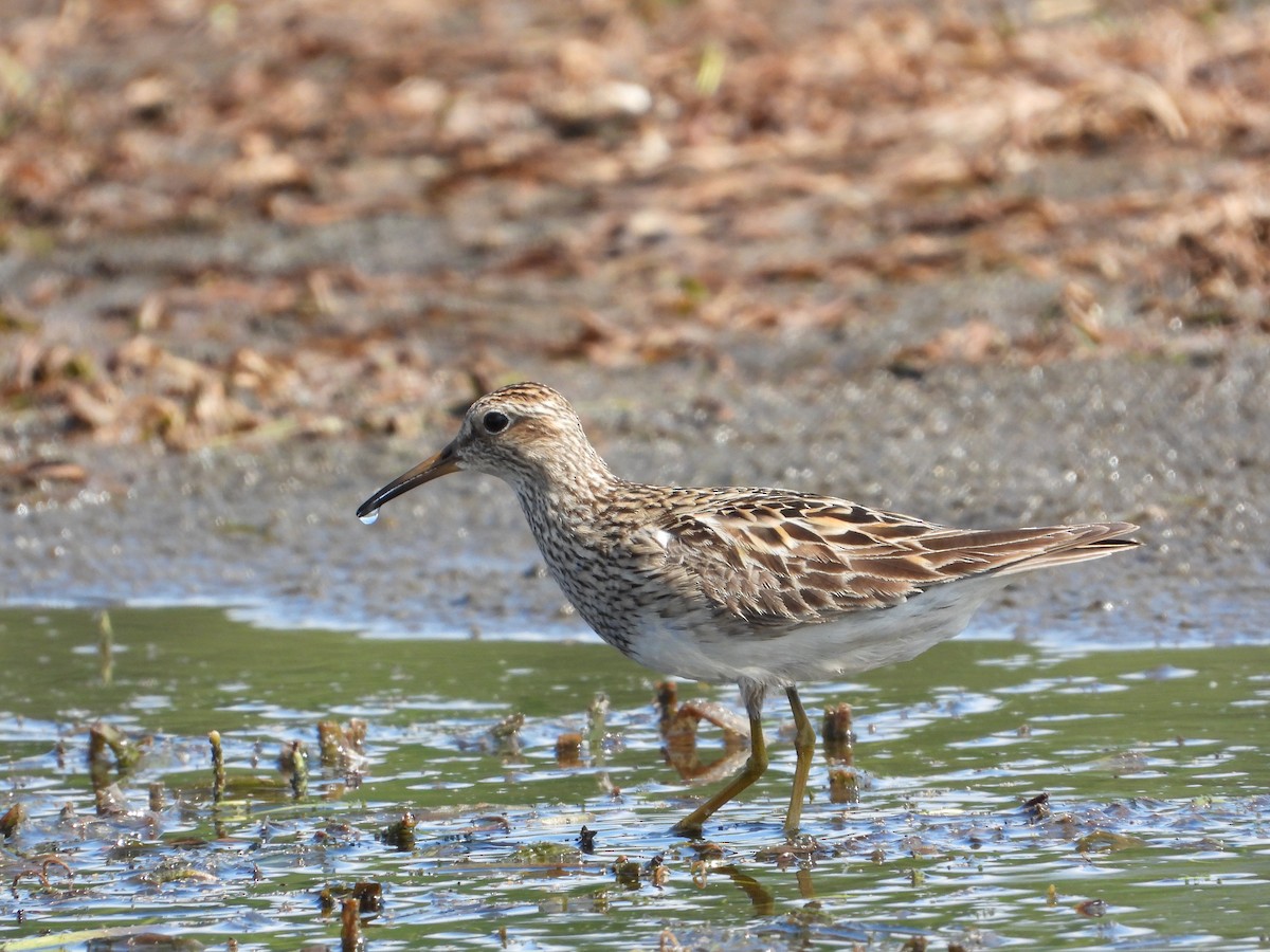 Pectoral Sandpiper - ML478031921