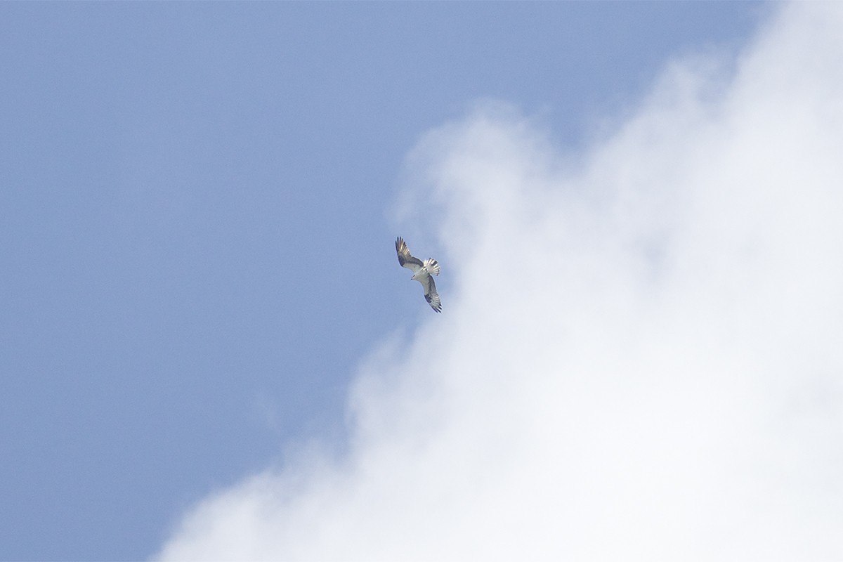 Osprey - ML478032071