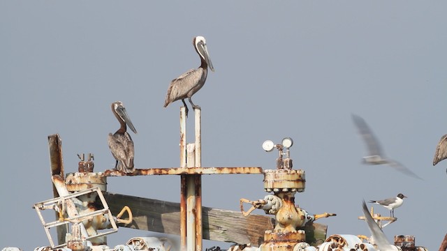 Brown Pelican (Atlantic) - ML478033