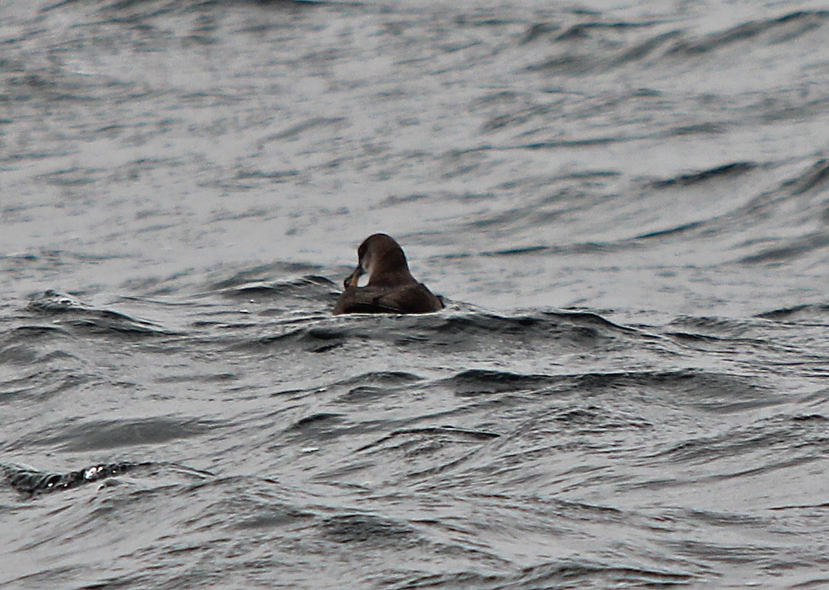 Balearic Shearwater - ML478034181