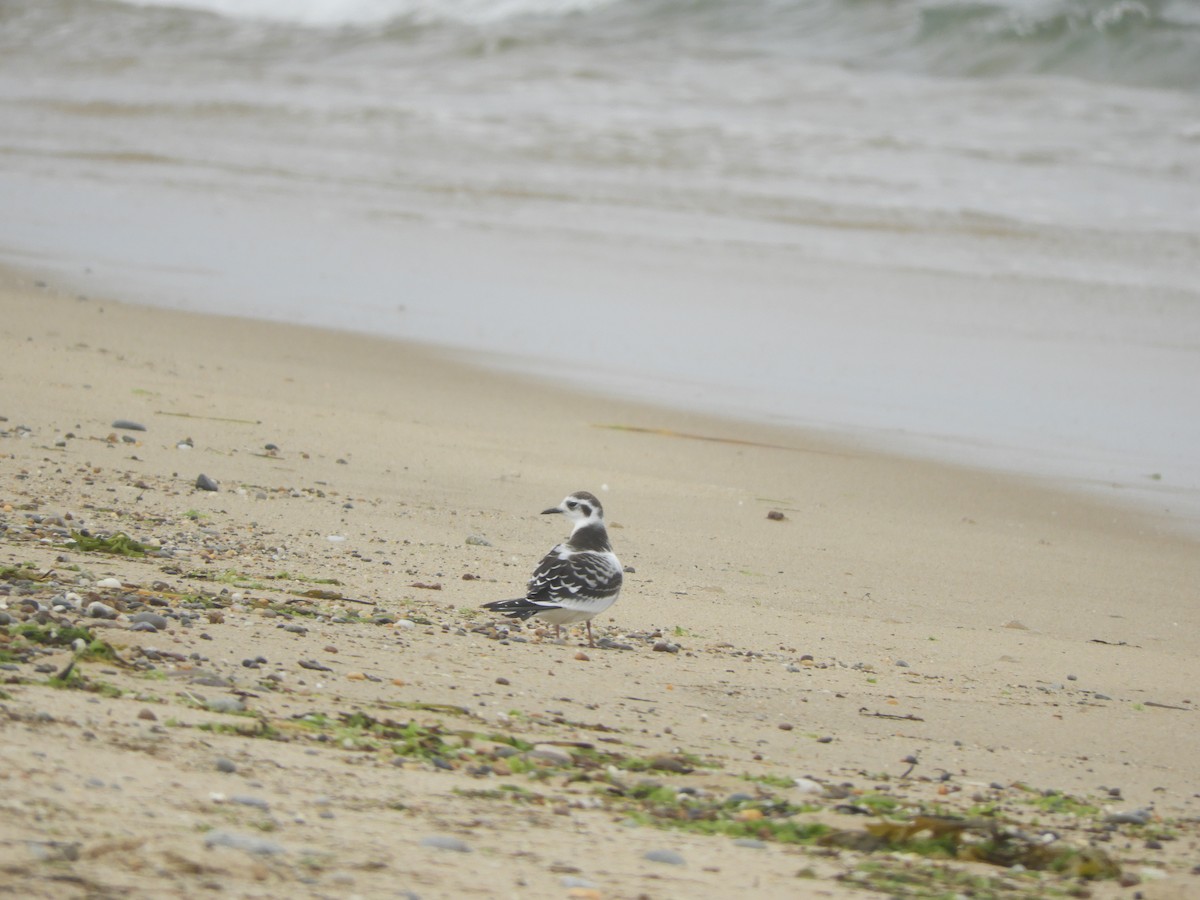 Little Gull - ML478036761