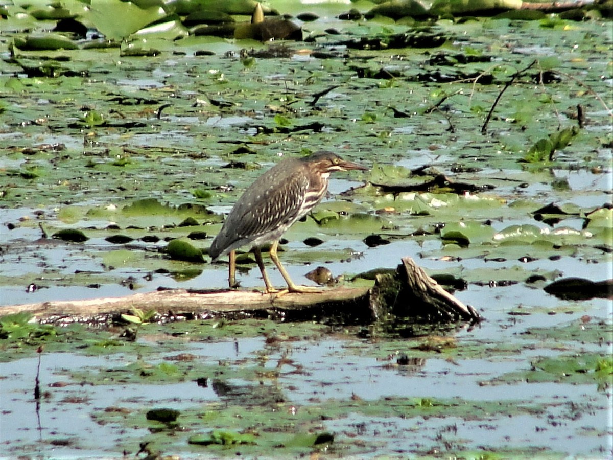 Green Heron - ML478039121