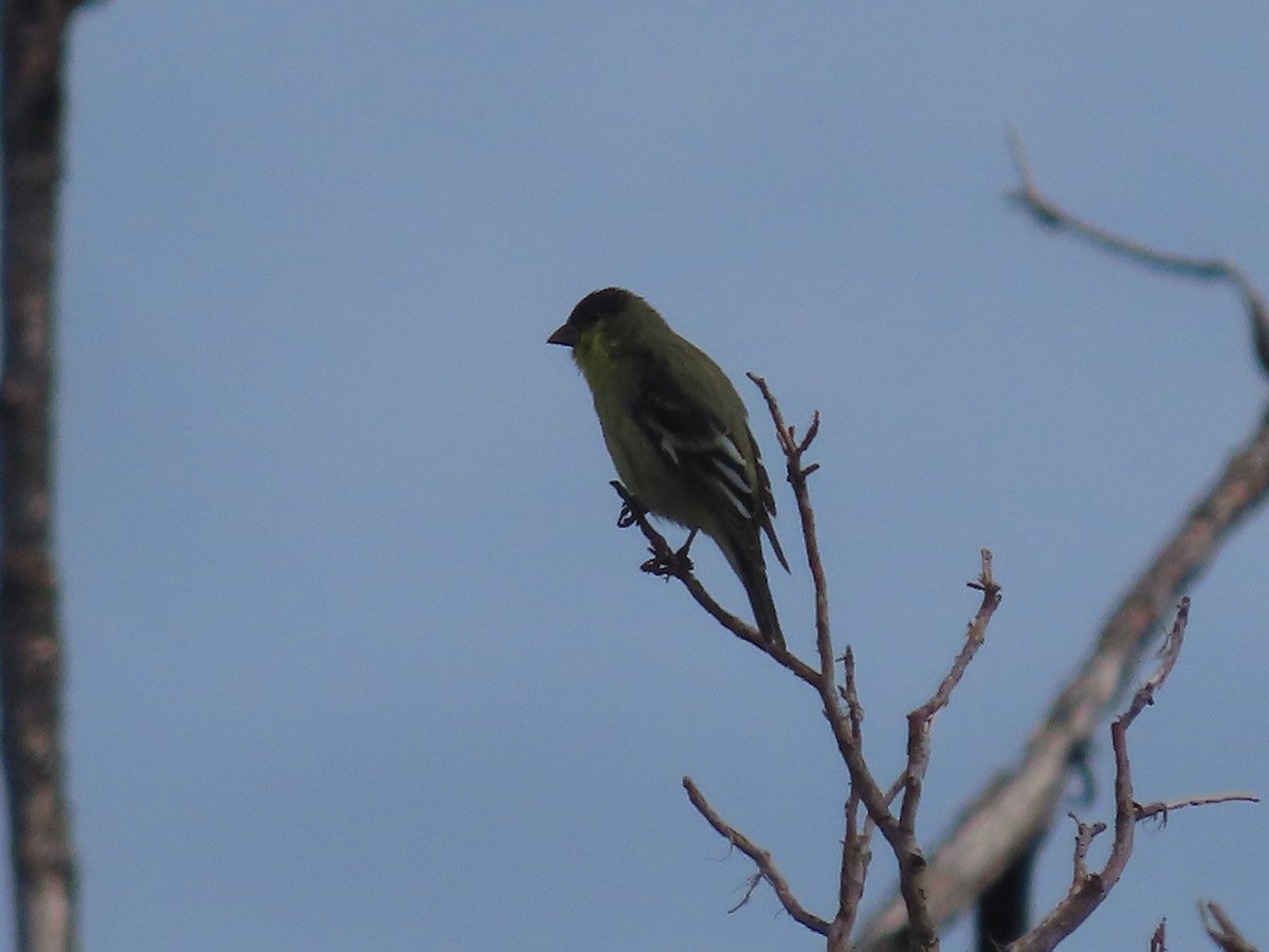 Lesser Goldfinch - ML478039921