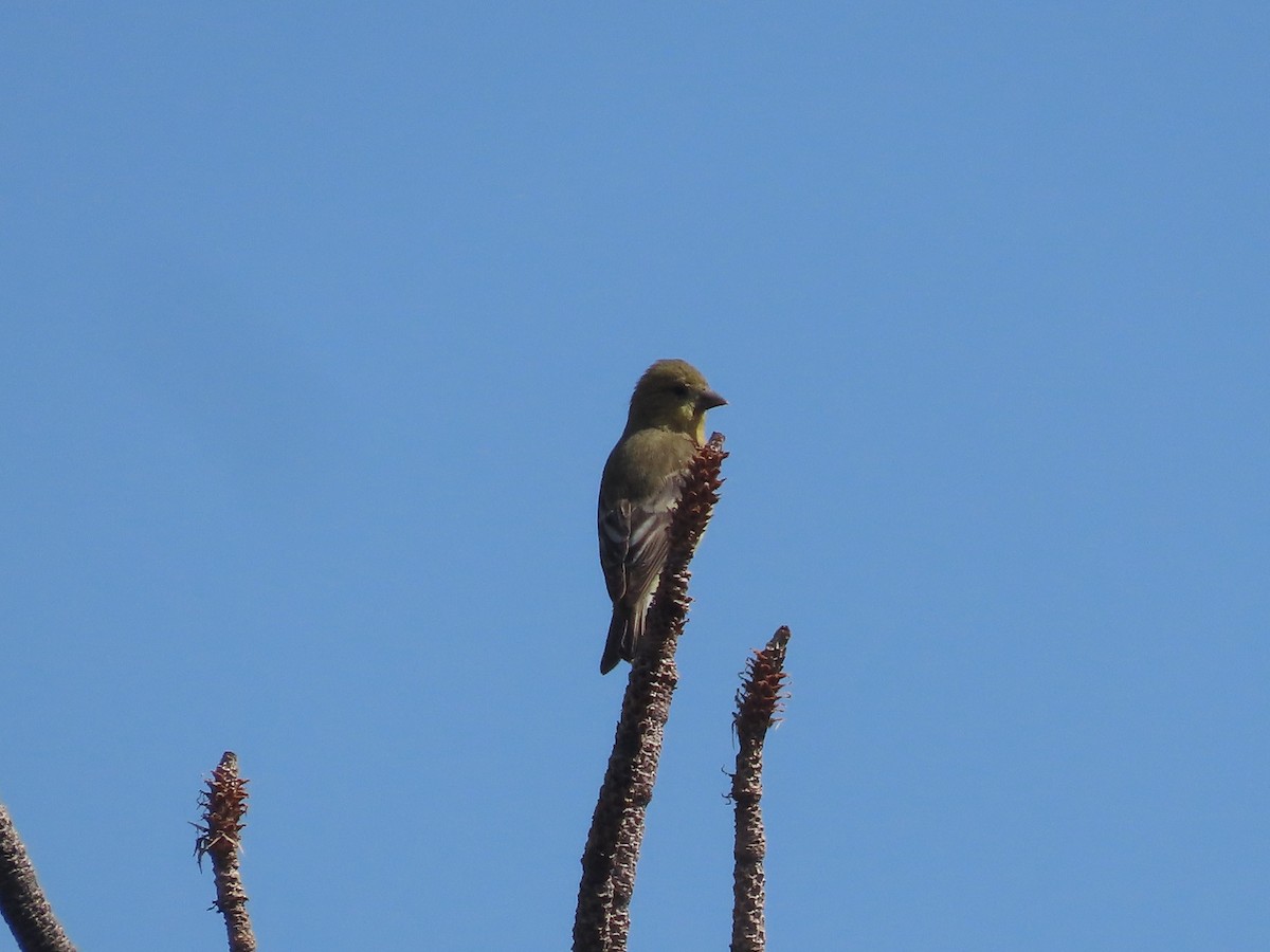 Lesser Goldfinch - ML478039931