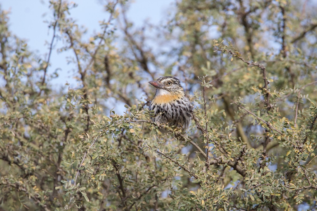 Spot-backed Puffbird - Ana Merlo