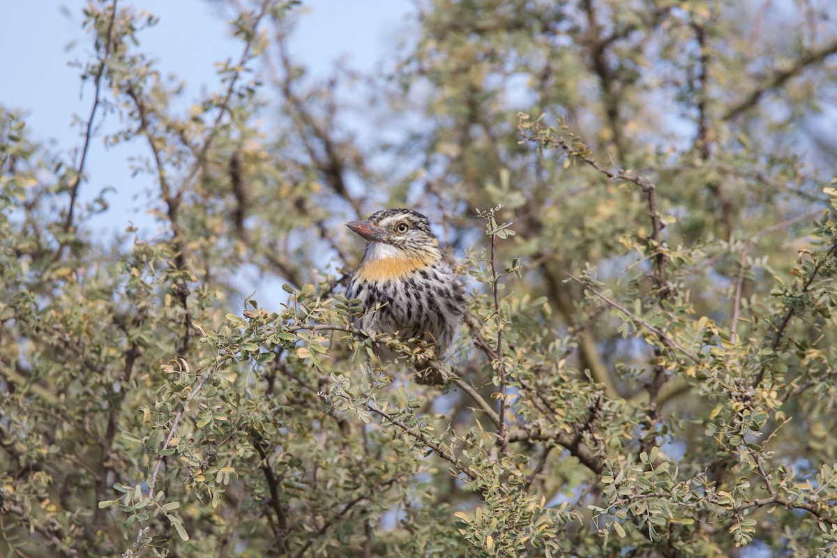 Spot-backed Puffbird - Ana Merlo