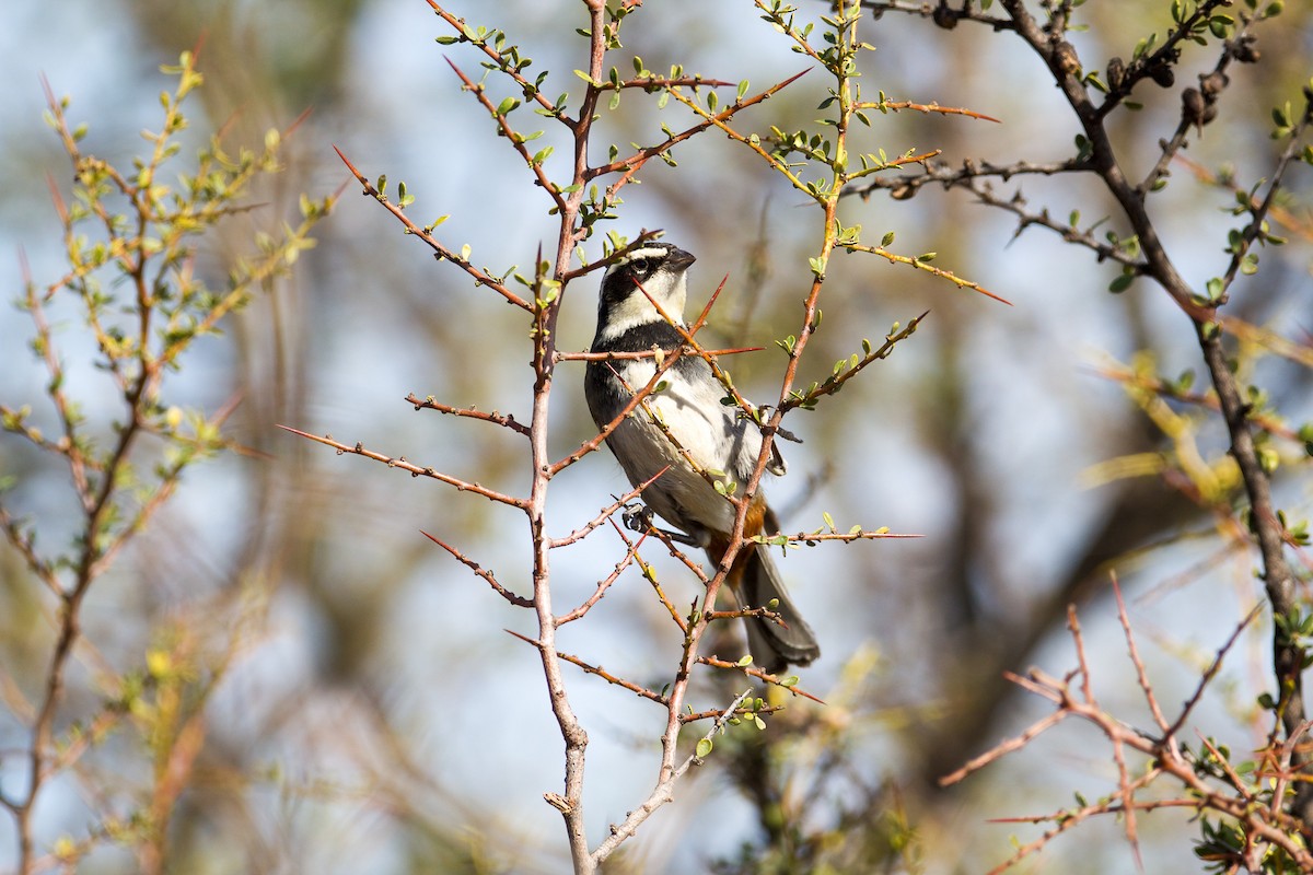 Ringed Warbling Finch - Ana Merlo