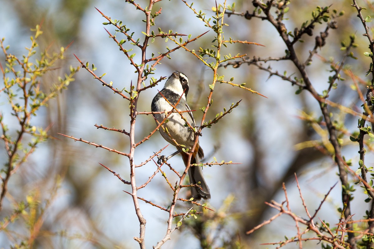 Ringed Warbling Finch - ML478042181