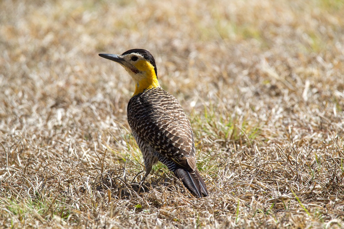 Campo Flicker - Ana Merlo