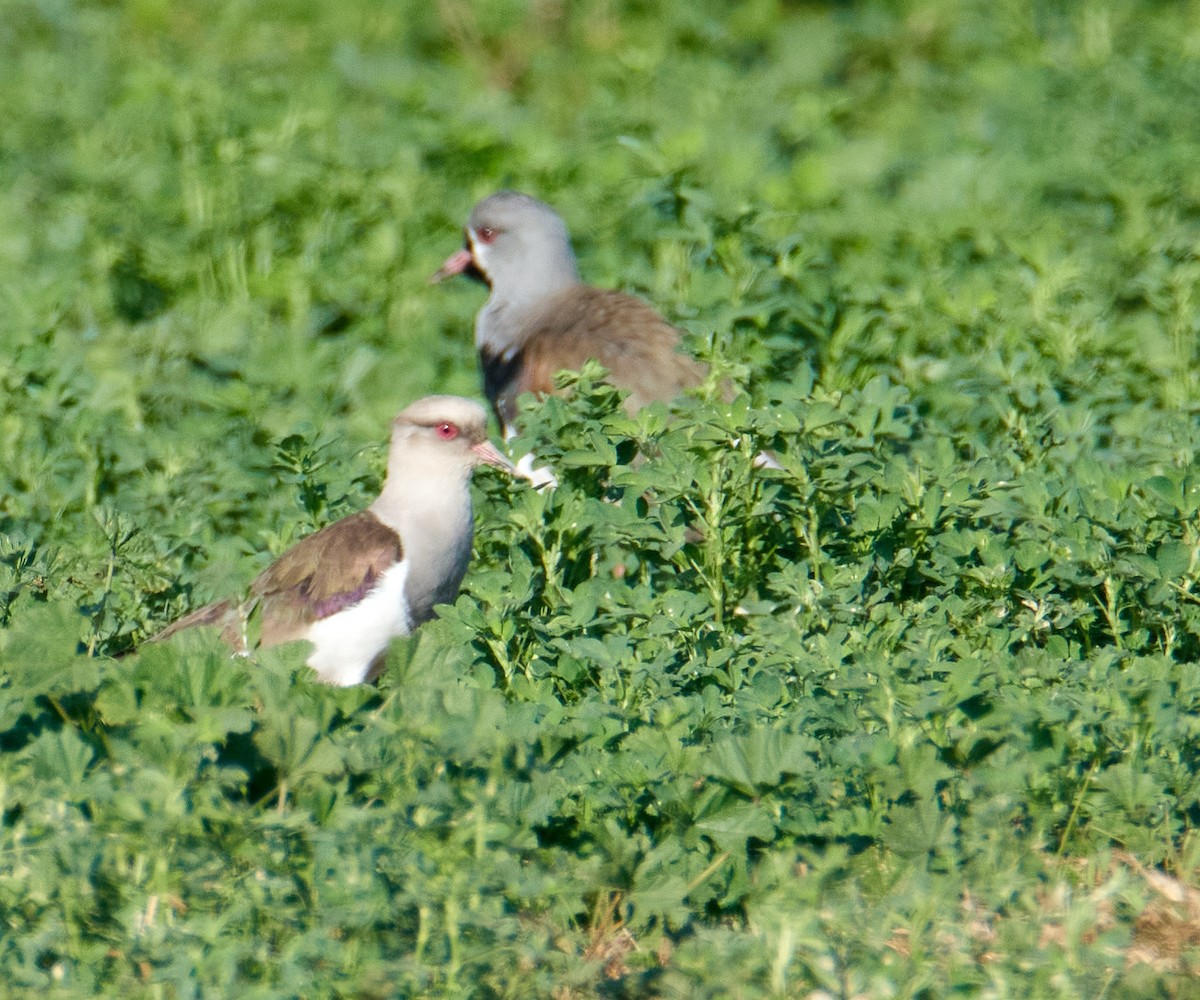 Andean Lapwing - ML478042561