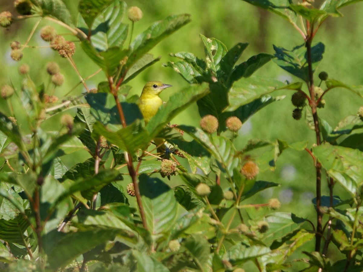 Orchard Oriole - ML478043491