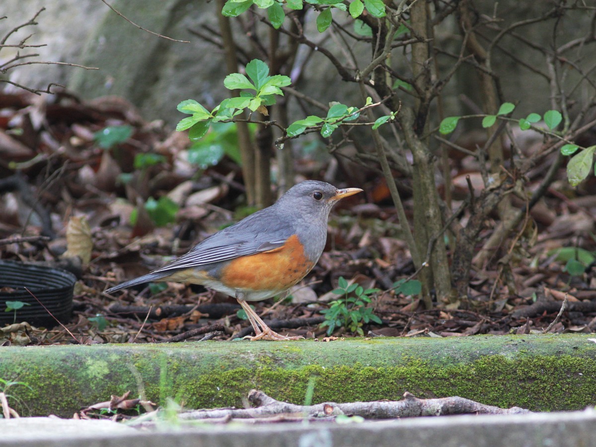 Gray-backed Thrush - ML47804431