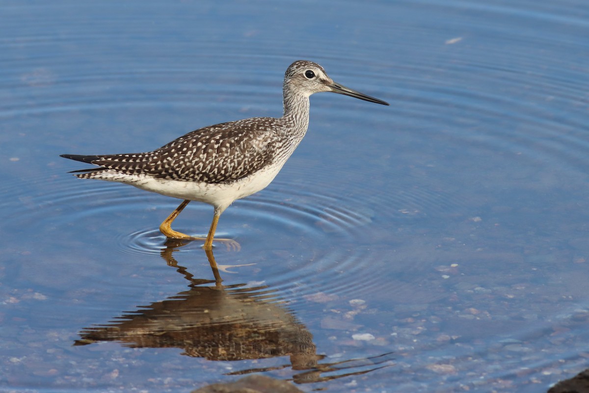 Greater Yellowlegs - ML478045061