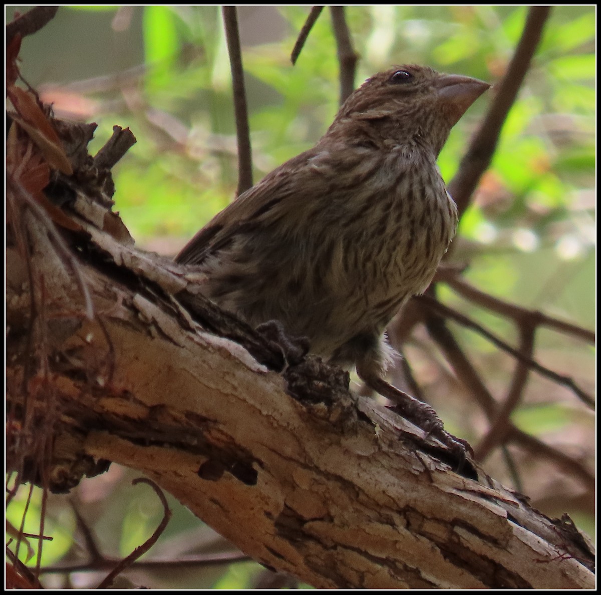 House Finch - Peter Gordon