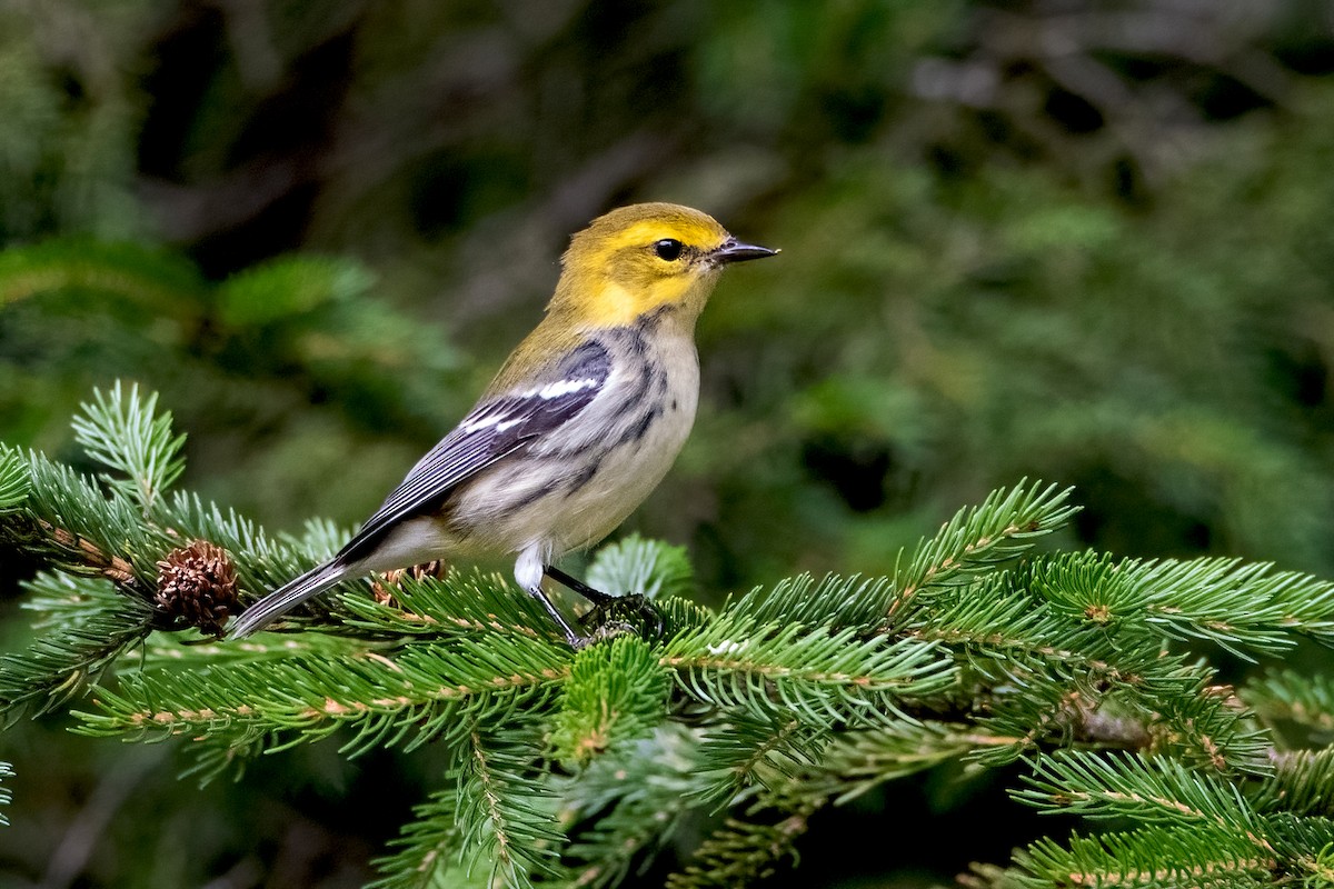 Grünmantel-Waldsänger - ML478046821