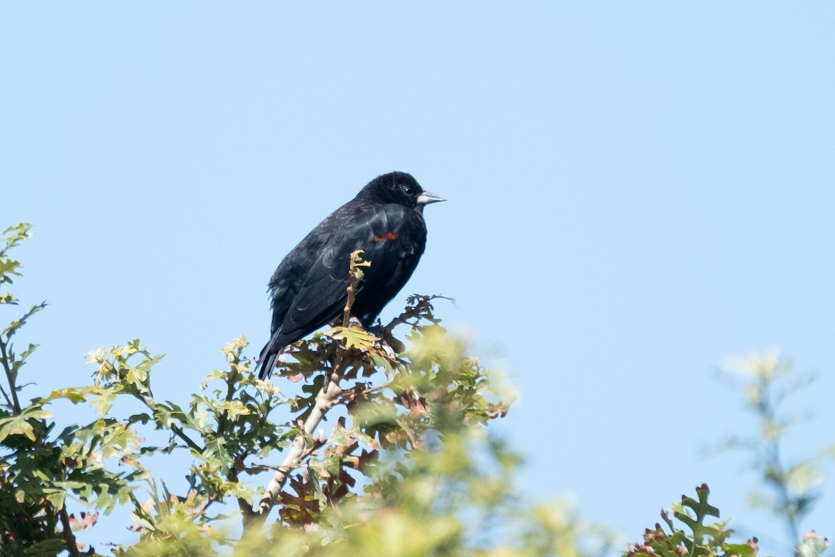 Red-winged Blackbird - ML478047251