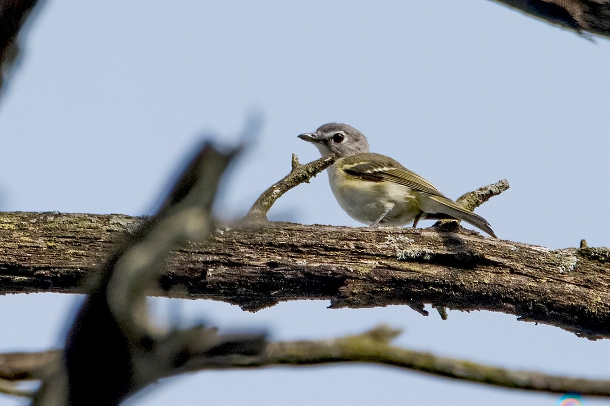 Blue-headed Vireo - ML478047371