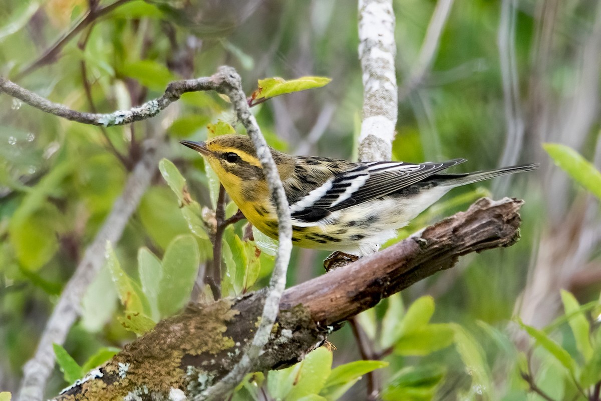 Blackburnian Warbler - ML478047601