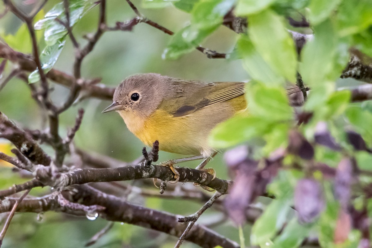 Nashville Warbler - ML478047661