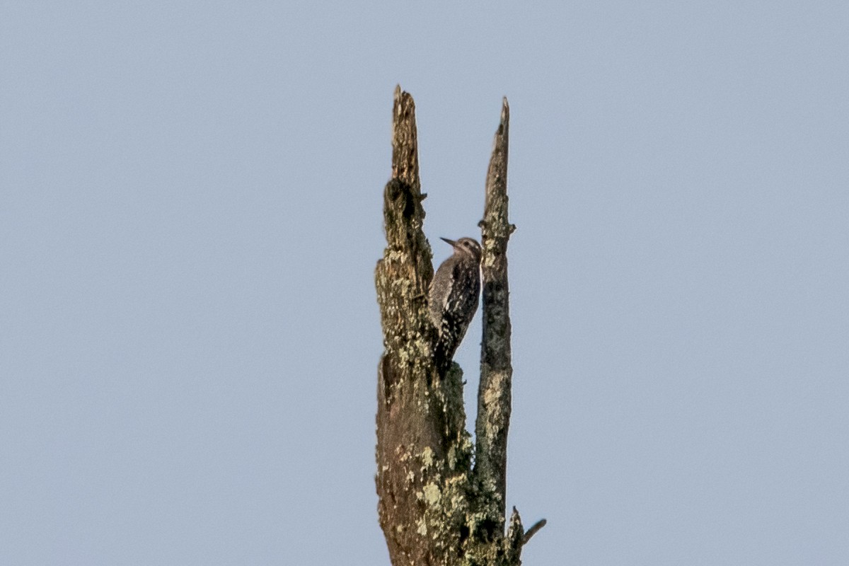 Yellow-bellied Sapsucker - ML478047851