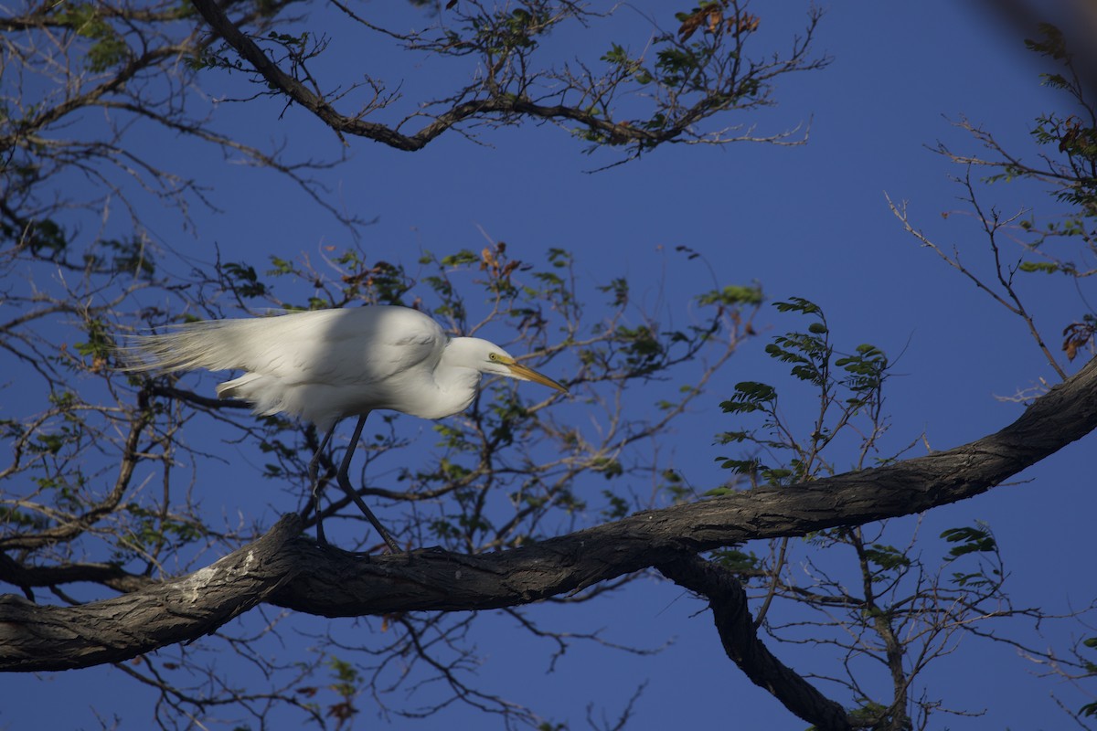 Great Egret - ML478048911