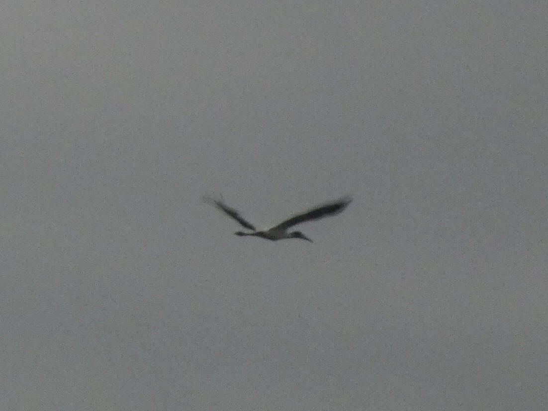 Wood Stork - ML478050151