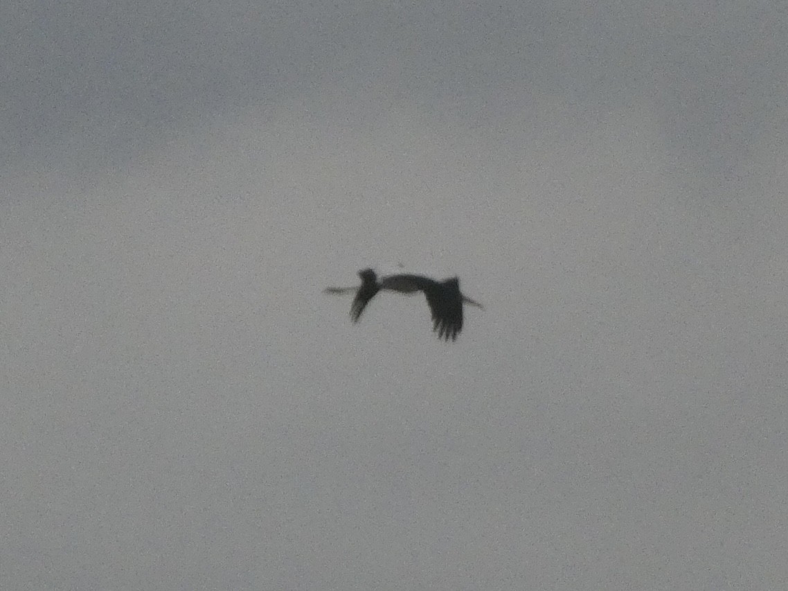 Wood Stork - ML478050161