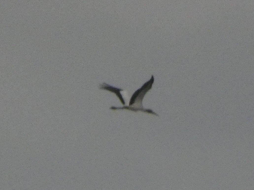 Wood Stork - ML478050171