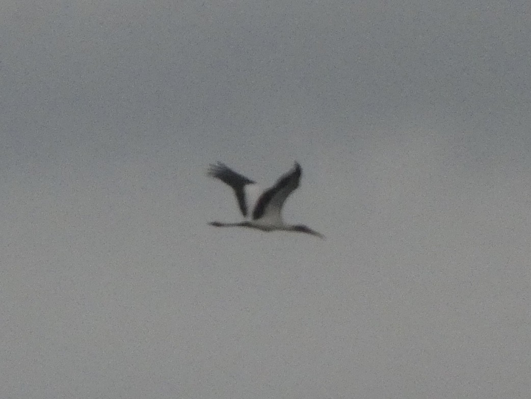 Wood Stork - ML478050181