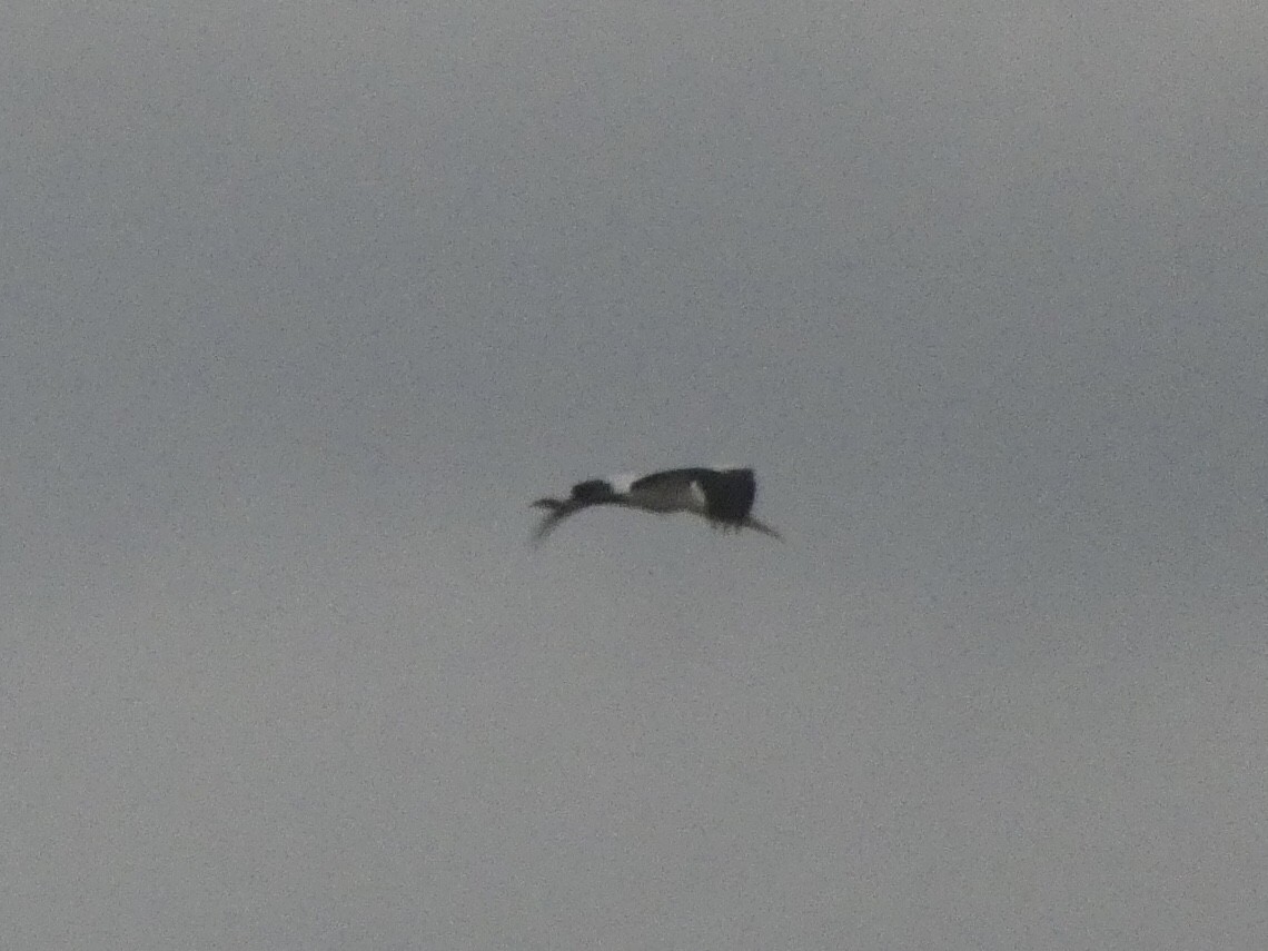 Wood Stork - ML478050191