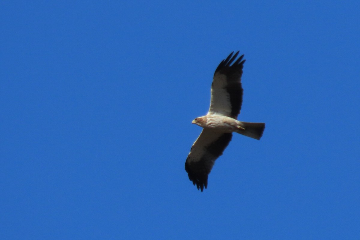 Booted Eagle - ML478050221