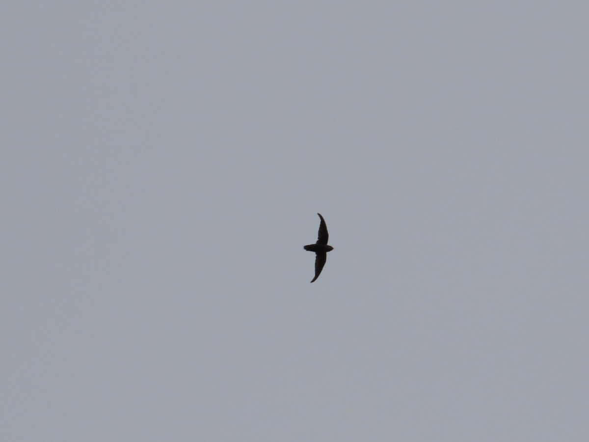 Chimney Swift - ML478051111