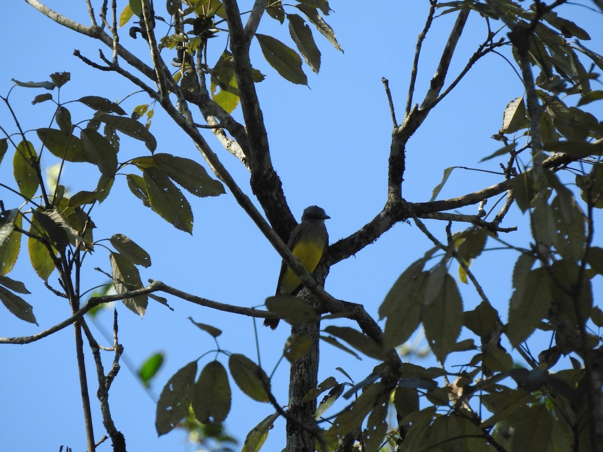 Tropical Kingbird - ML478056151