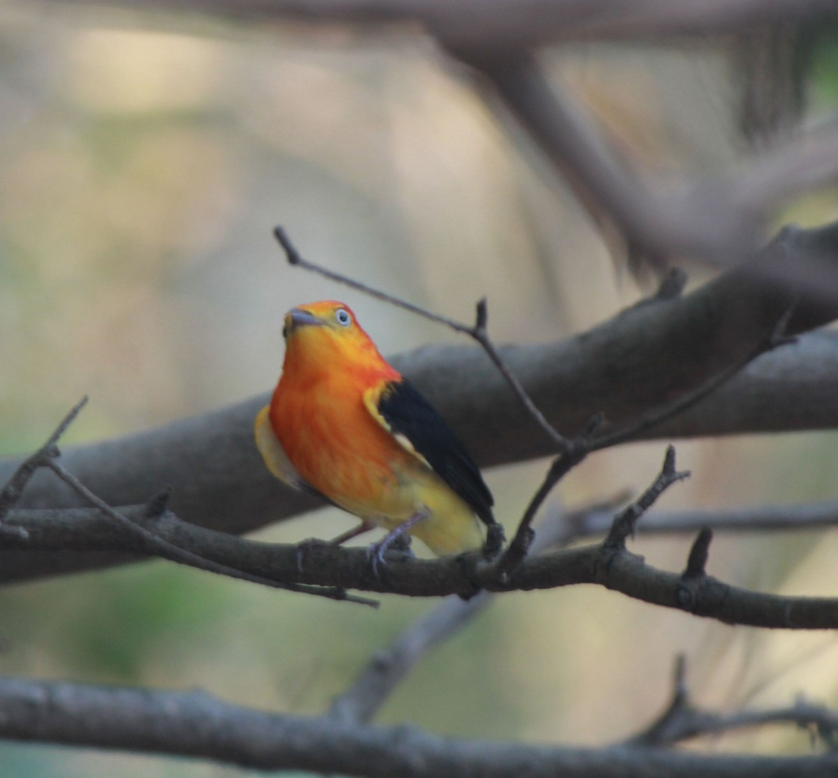 Band-tailed Manakin - ML478056961