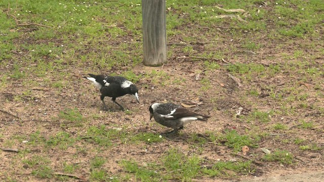 Australian Magpie (Western) - ML478058131