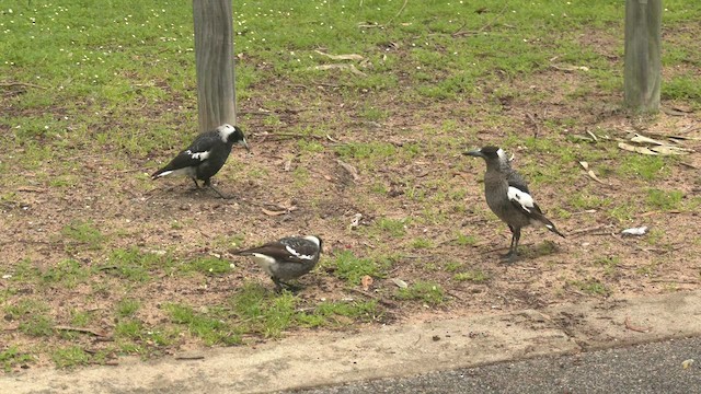 Australian Magpie (Western) - ML478058141