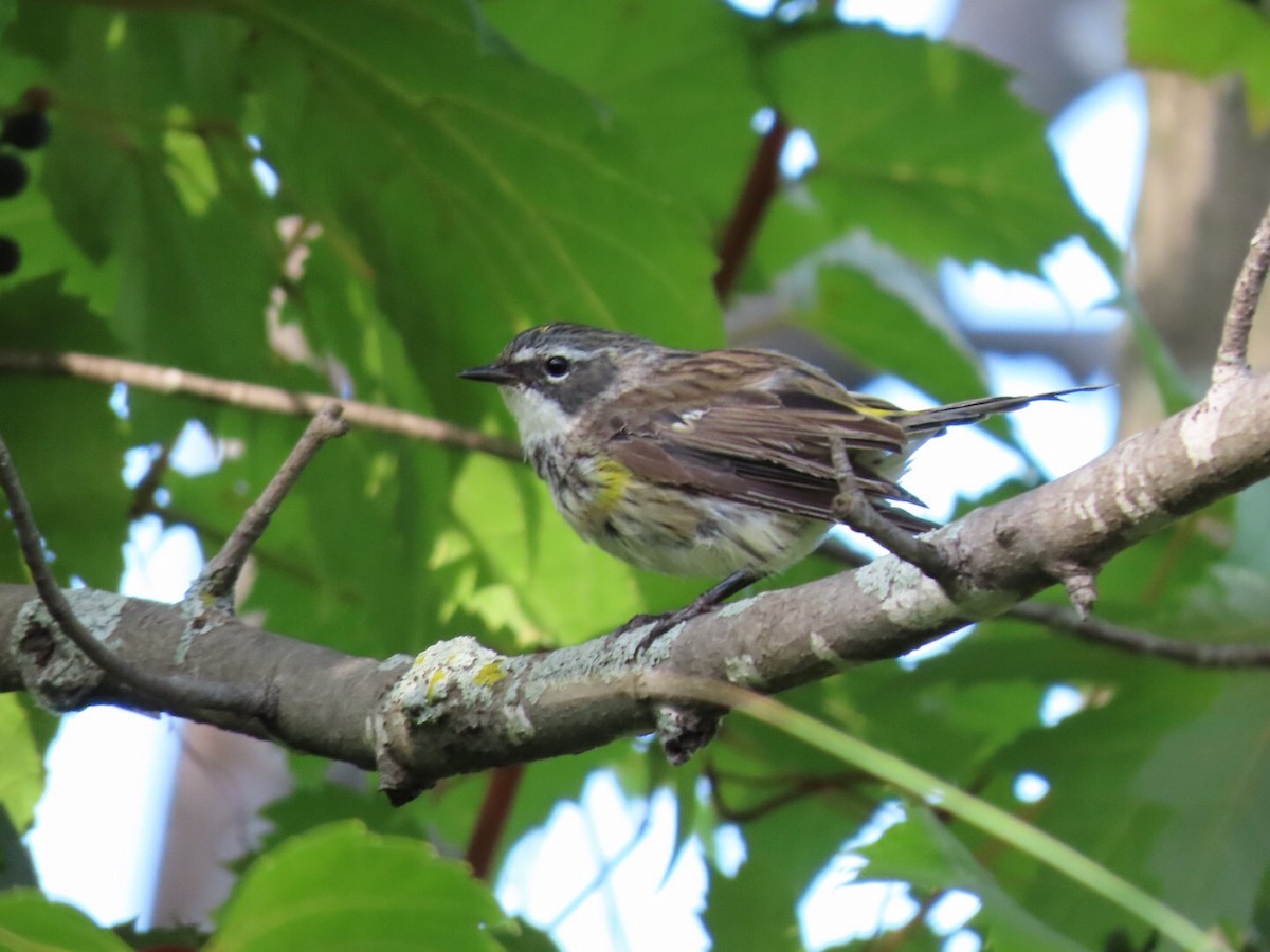 Yellow-rumped Warbler - ML478059411