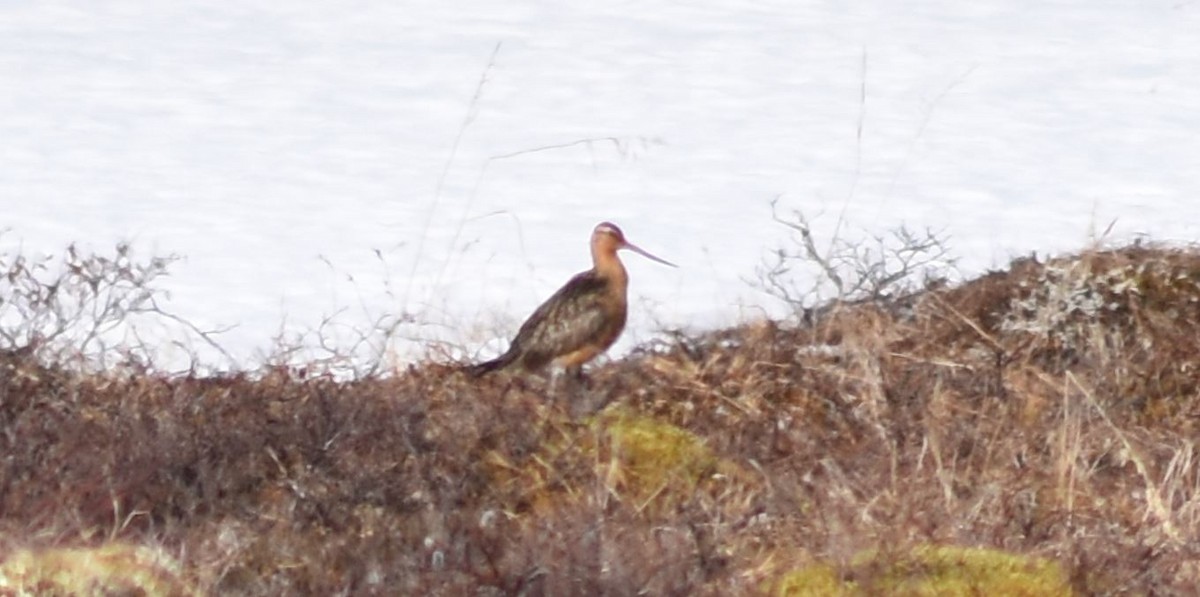 Bar-tailed Godwit - ML478060061