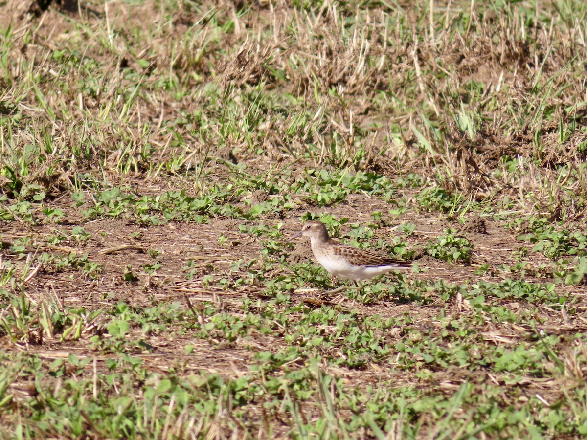 Least Sandpiper - ML478060641