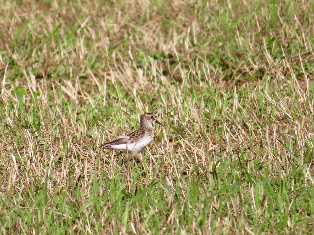 Least Sandpiper - ML478060671