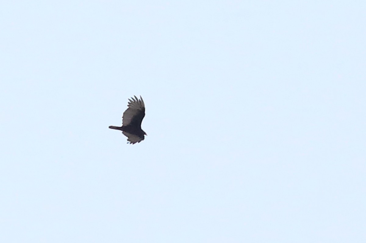 Turkey Vulture - J Smith