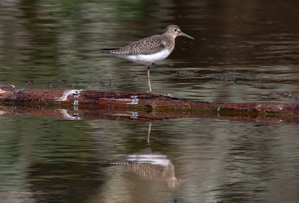 Solitary Sandpiper - ML478062971